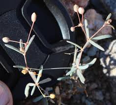 Image result for Hypertelis cerviana