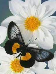 Noir Et Jaune Beautiful Butterflies Butterfly Pictures Butterfly