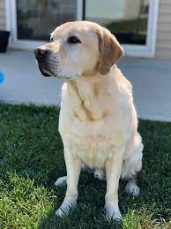 Repeate Aka Peate 9 5 Yrs Yellow English Lab English Labrador Labrador Labrador Retriever
