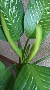 Image result for dieffenbachia flower