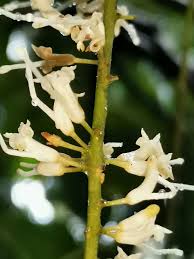 Image result for Macadamia aff. integrifolia