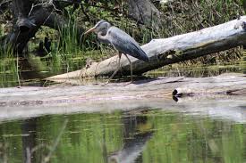 Head over to cherry plain state park. Cherry Plain State Park New York State Parks Blog