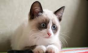Siamese cat personality is a large part of their appeal for most owners. Snowshoe Cat Personality Behavior And Characteristics Ourfriends4ever