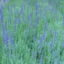 Free shipping worldwide & safe payments. Burpee English Lavender Herb Seed 1 Pack Walmart Com Walmart Com