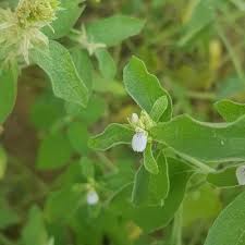 Image result for Pogonospermum ciliatum