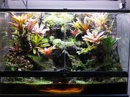 Revolutions 36x18x24 Exo Terra Update Dendroboard Poison Dart Frogs Frog Terrarium Dart Frog Terrarium