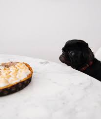 feeding your pug pug tips