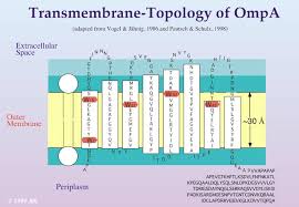Membrane Receptors Archives Page 9 Of 9 Membrane Receptorsmembrane Receptors Page 9
