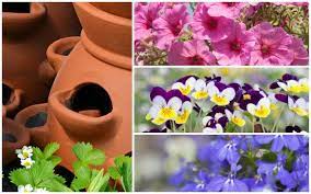 Maybe you would like to learn more about one of these? 18 Plants That Grow Great In Strawberry Jar Planters