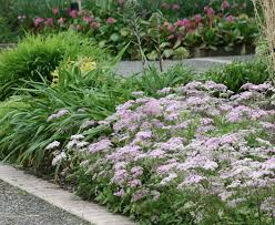 Image result for Monadenium hirsutum