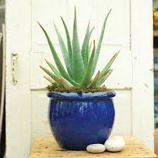 Frisk Your Houseplants Plants House Plants Aloe Vera Plant