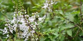 Check spelling or type a new query. 10 Manfaat Kumis Kucing Beserta Daunnya Jadi Obat Herbal Penyakit Kronis Kapanlagi Com