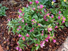 Image result for Polygala francisci