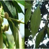 Image result for Pyrostria