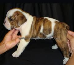 High letchworth garden city, hertfordshire. English Bulldog Breeder English Bulldog Puppies For Sale
