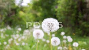 Dandelion Flower In Meadow Bloomed Dandelion In Nature Grows From Green Grass Stock Footage Ad Bloomed Dandelion Meadow Dandelion Flower Flowers Dandelion