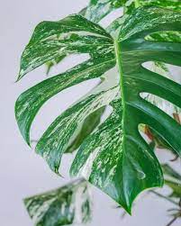 Maybe you would like to learn more about one of these? The Infamous Variegated Monstera And Where To Find Them Plants Spark Joy