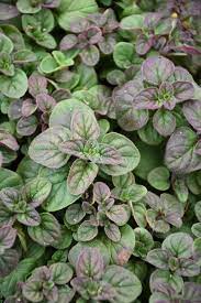 Oregano Origanum Vulgare In Ottawa Nepean Kanata Stittsville Gatineau Aylmer Ontario On At Make It Green Garden Centre