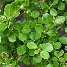 Boxwood African Flower List Best Flower Wallpaper