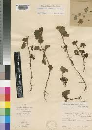 Image result for Ardisiandra sibthorpioides