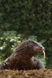 In 2012/13 raphael varane announced himself to the world by being the best young defender in the world. Amazing Nature On Twitter Reptilien Und Amphibien Reptilien Komodowaran
