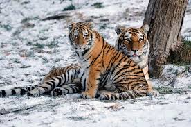 Elusive Amur Tigers Captured In Brilliant Images Amur Tiger Tiger Siberian Tiger