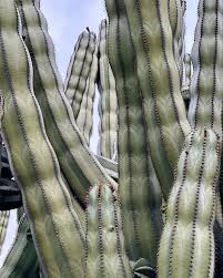 Image result for Lophocereus marginatus