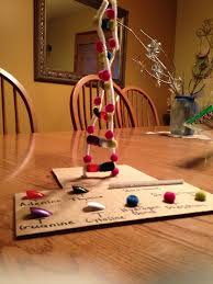 Pin By Daniel Sturycz On Dna Model Ideas Dna Project Dna Model Diy Projects