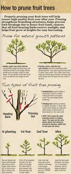 How To Prune Fruit Trees Arborday Org By Roslyn Pruning Fruit Trees Fruit Trees Fruit Garden