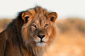 182,337 Lion Stock Photos, Pictures & Royalty-Free Images - iStock