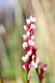 Image result for Persicaria decipiens