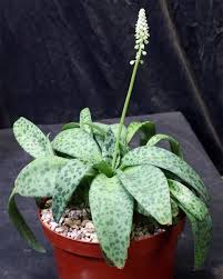 Image result for Drimiopsis