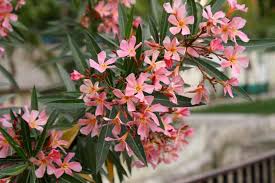 Image result for Nerium oleander