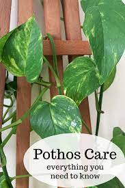 Pothos Care Propagation And More Plant Care Houseplant Ivy Plant Indoor Pothos Plant Care