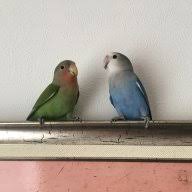 How Loud Is Your Bird Avian Avenue Parrot Forum