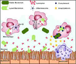 Lysozyme Modulates The Immune Response At The Site Of Infection Download Scientific Diagram