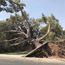 We know interesting facts about his mother, father, brothers. Huge Tree Pierces Roof Of Mesa Home Pins Pillow To Bed Arizona News Azfamily Com