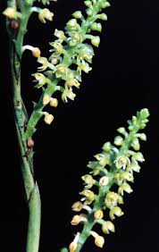 Image result for Polystachya melanantha