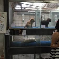 Complete list of pet cafes in penang perropet. Wonderland Petshop Pet Store