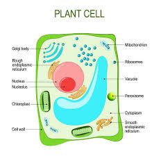 Mitochondria shaped like a football or a peanut in the cell. Plant Cell Anatomy Cross Section Structure Of A Eukaryotic Cell Vector Diagram For Your Design Educational Medical Biological And Science Use Ù…ÙˆÙ‚Ø¹ ØªØµÙ…ÙŠÙ…ÙŠ