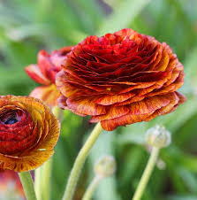 Image result for Ranunculus raeae