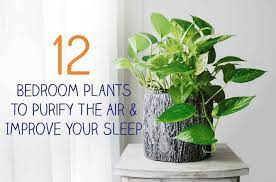 Check spelling or type a new query. 12 Bedroom Plants To Purify The Air Improve Your Sleep
