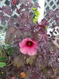 Many hibiscus and related plants in the malvaceae family can be eaten or used productively. Cranberry Hibiscus Acetosella Growin Crazy Acres