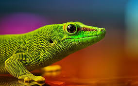 A large collection of high resolution images for your desktop for free and without registration! High Resolution Cool 4k Hd Wallpapers