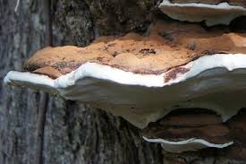 Téléchargez de superbes images gratuites sur champignon arbre. Champignons Sur Les Troncs D Arbres Au Jardin Sont Ils Dangeureux