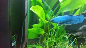 Red Ventral Fins On New Betta Fin Rot The Planted Tank Forum