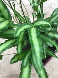Image result for Pteris burtonii
