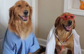 Healthy paws offers pet insurance coverage for cats and dogs. Dogs Aren T Just Cute And Cuddly They Re Also Great For Your Mental And Physical Health Find Out How Adoptin Pet Care Dogs Dog Insurance Pet Health Insurance