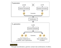 Genetic Recombination And Gene Mapping Learn Science At