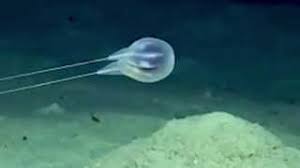It only appeared in the octonauts and the very vegimal christmas. Mysterious New Blob Discovered On Ocean Floor Videos From The Weather Channel Weather Com